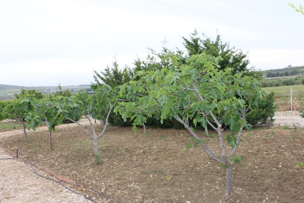 Villa Delle Palme Delfina Trapani Exterior foto